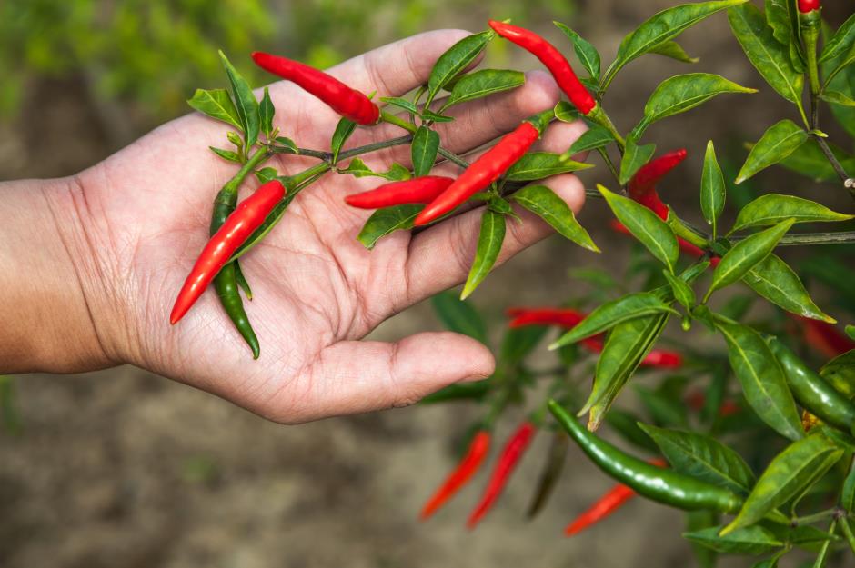 What is the hottest chilli in the world?